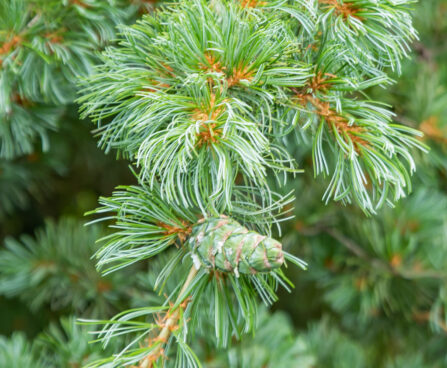 Pinus parviflora `Blauer Engel` jaapani mänd