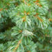 Pinus parviflora `Blauer Engel` jaapani mänd