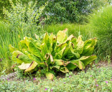 Lysichiton kevadvõhk