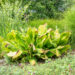 Lysichiton kevadvõhk