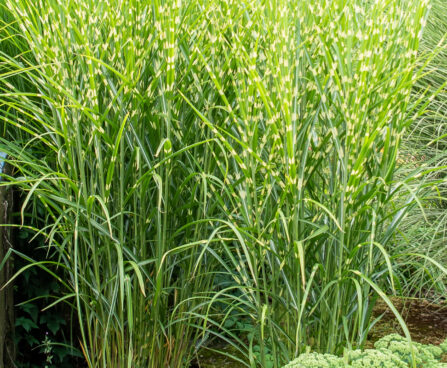 Miscanthus sinensis `Zebrinus` hiina siidpööris