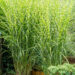 Miscanthus sinensis `Zebrinus` hiina siidpööris