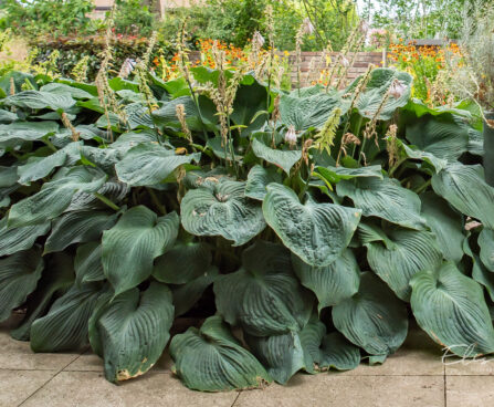 Hosta `Elegans`