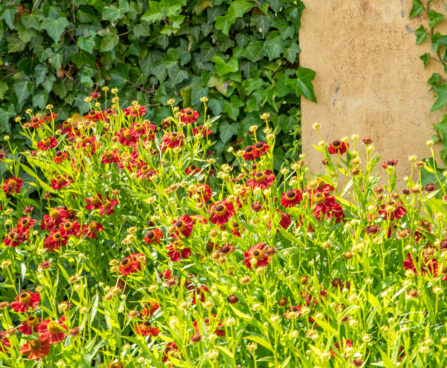 Helenium aed-heleenium