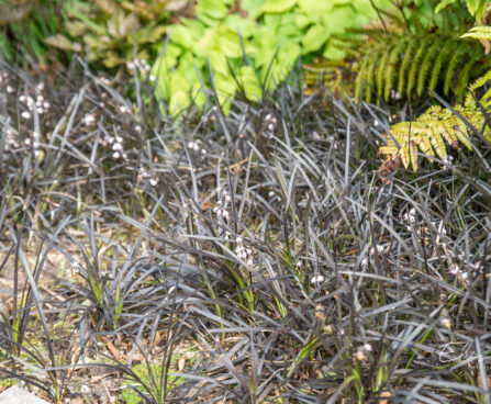 Ophiopogon planiscapus maohabe (2)