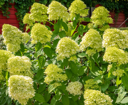 Hydrangea paniculata `Limelight` aed-hortensia (1)