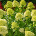 Hydrangea paniculata `Limelight` aed-hortensia (1)