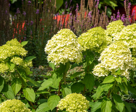 Hydrangea paniculata `Limelight` aed-hortensia (2)