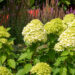 Hydrangea paniculata `Limelight` aed-hortensia (2)