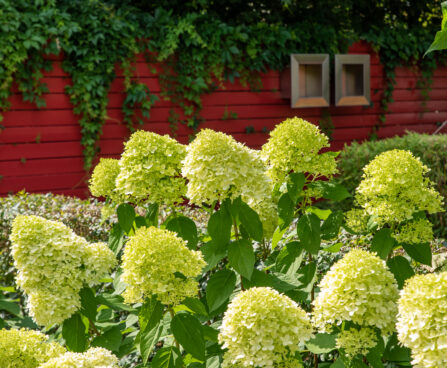 Hydrangea paniculata `Limelight` aed-hortensia (3)