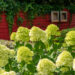 Hydrangea paniculata `Limelight` aed-hortensia (3)