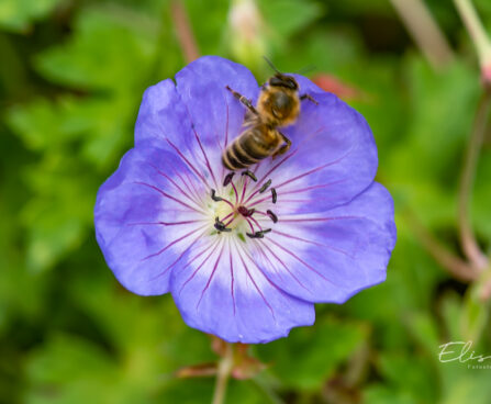 Geranium `Rozanne` kurereha (5)