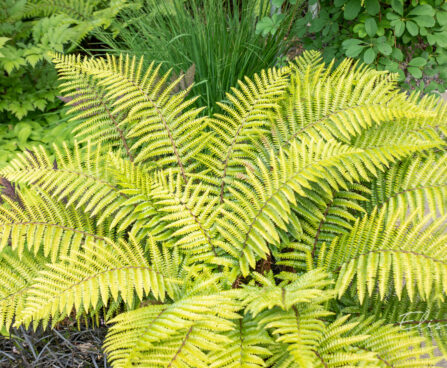 Polystichum setiferum `Proliferum` karvik- astelsõnajalg (1)