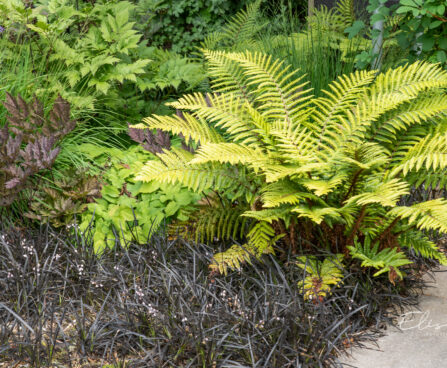 Polystichum setiferum `Proliferum` karvik- astelsõnajalg (2)