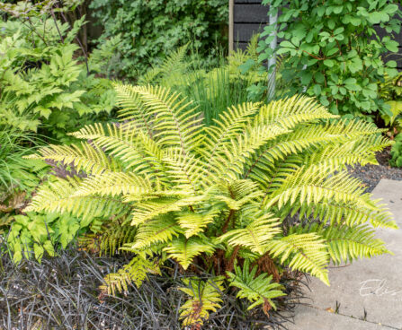 Polystichum setiferum `Proliferum` karvik- astelsõnajalg (3)