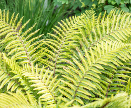 Polystichum setiferum `Proliferum` karvik astelsõnajalg (2)