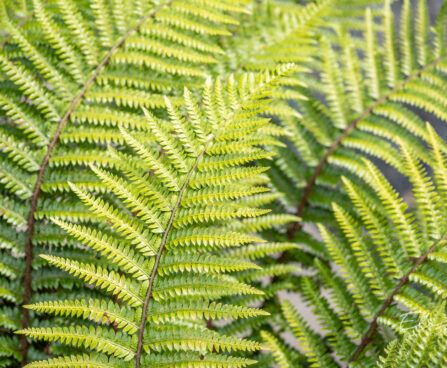 Polystichum setiferum `Proliferum` karvik astelsõnajalg (3)