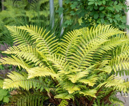 Polystichum setiferum `Proliferum` karvik astelsõnajalg (1)