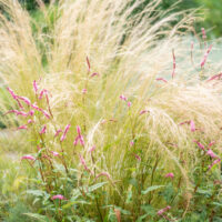 Persicaria amplexicaulis 'Pink Elephant' kirburohi ja Stipa stepirohi (2)