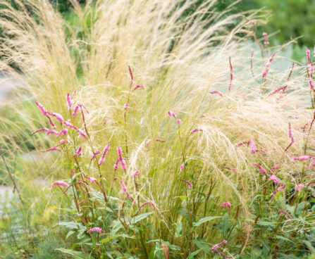 Persicaria amplexicaulis 'Pink Elephant' kirburohi ja Stipa stepirohi (2)