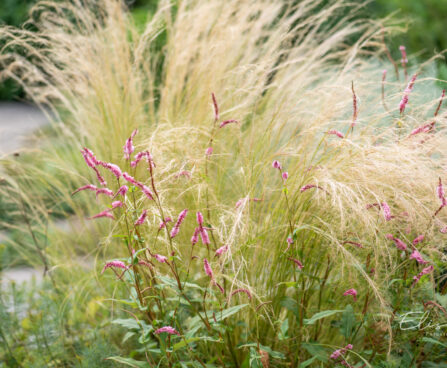 Persicaria amplexicaulis 'Pink Elephant' kirburohi ja Stipa stepirohi (1)