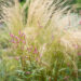 Persicaria amplexicaulis 'Pink Elephant' kirburohi ja Stipa stepirohi (1)