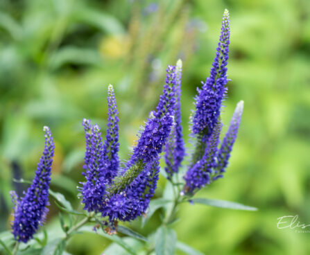 Veronica spicata kassisaba