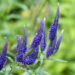 Veronica spicata kassisaba