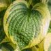 1047_9243_Hosta_Brim_Cup_.JPG