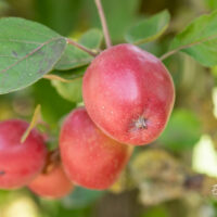 Malus domestica aed-õunapuu