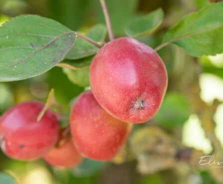 Malus domestica aed-õunapuu