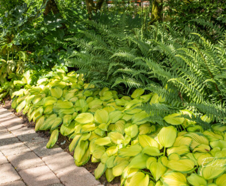 Hosta `Stained Glass`