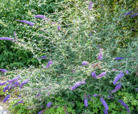 Buddleja davidii davidi budleia (6)