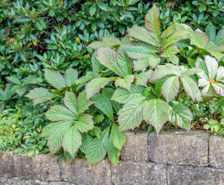 Rodgersia aesculifolia hobukastanilehine rodgersia