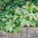 Rodgersia aesculifolia hobukastanilehine rodgersia