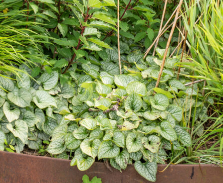 Brunnera macrophylla `Jack Frost` suurelehine brunnera