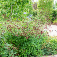 Sanguisorba officinalis ürt-punanupp