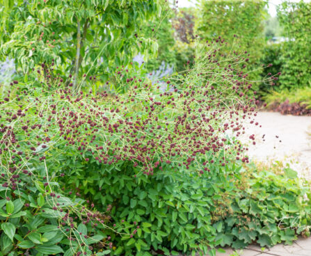 Sanguisorba officinalis ürt-punanupp