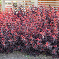 Physocarpus opulifolius `All Black` Minall2 põisenelas