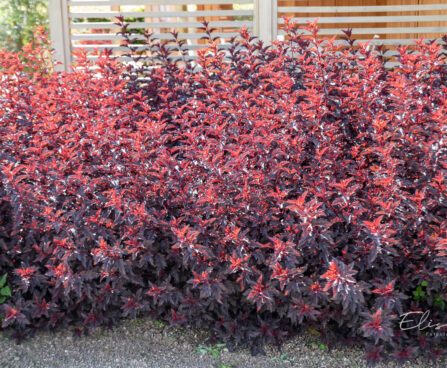 Physocarpus opulifolius `All Black` Minall2 põisenelas