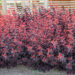 Physocarpus opulifolius `All Black` Minall2 põisenelas