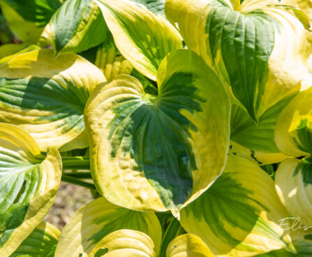 Hosta `Summer Lovin` (2)