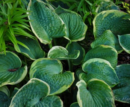 1048_4313_Hosta_Olive_Bailey_Langdon_.jpg