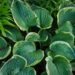 1048_4313_Hosta_Olive_Bailey_Langdon_.jpg