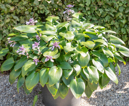 Hosta `Devon Green` (1)