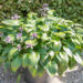 Hosta `Devon Green` (1)