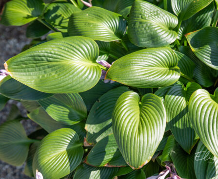 Hosta `Devon Green` (2)