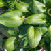 Hosta `Devon Green` (2)