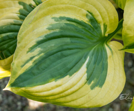 Hosta `Summer Lovin` (1)