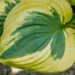 Hosta `Summer Lovin` (1)